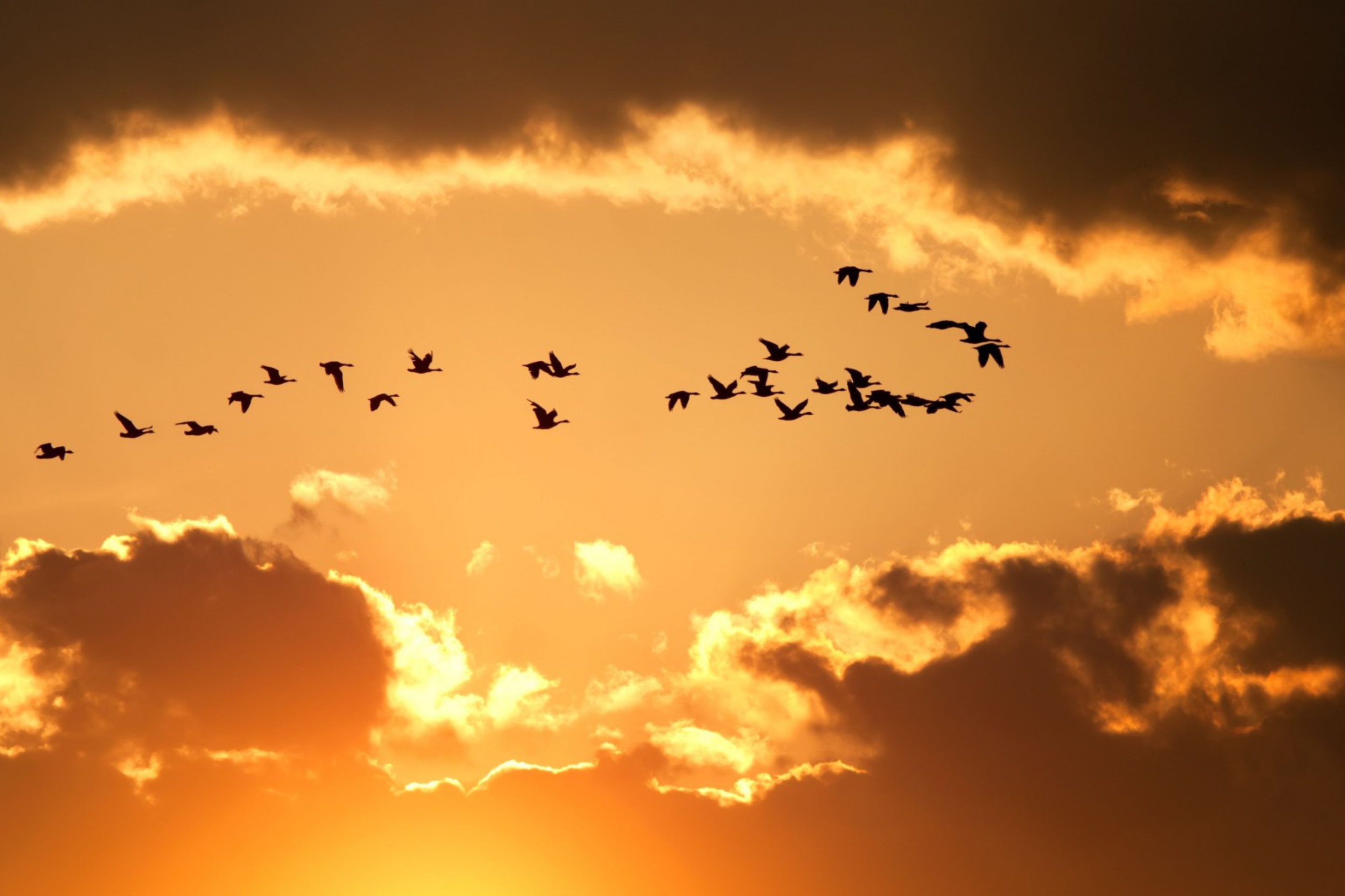 Screenshot №1 pro téma Golden Sky And Birds Fly 2880x1920