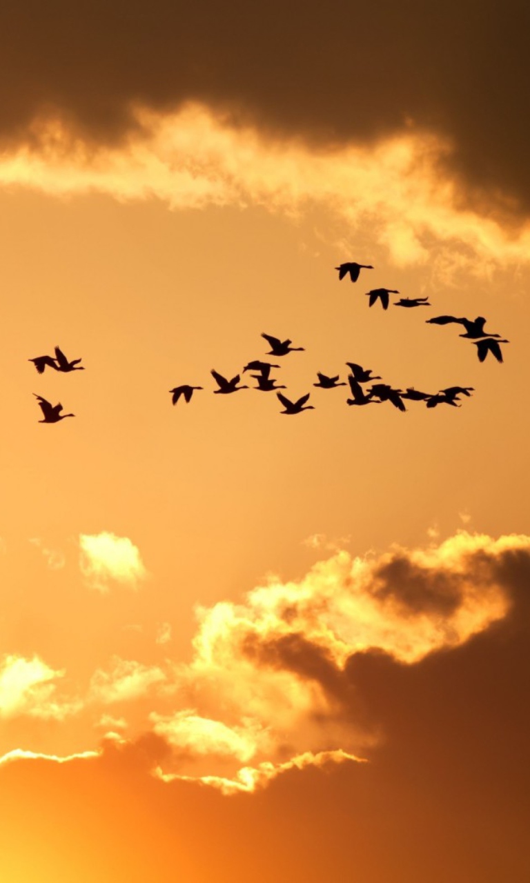 Das Golden Sky And Birds Fly Wallpaper 768x1280