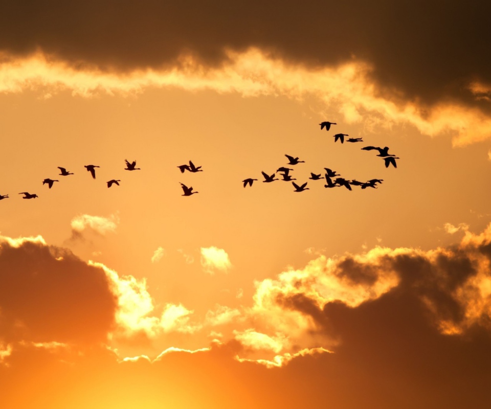 Golden Sky And Birds Fly wallpaper 960x800