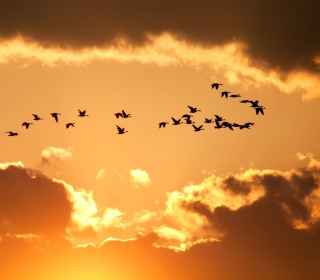 Golden Sky And Birds Fly - Obrázkek zdarma pro 1024x1024
