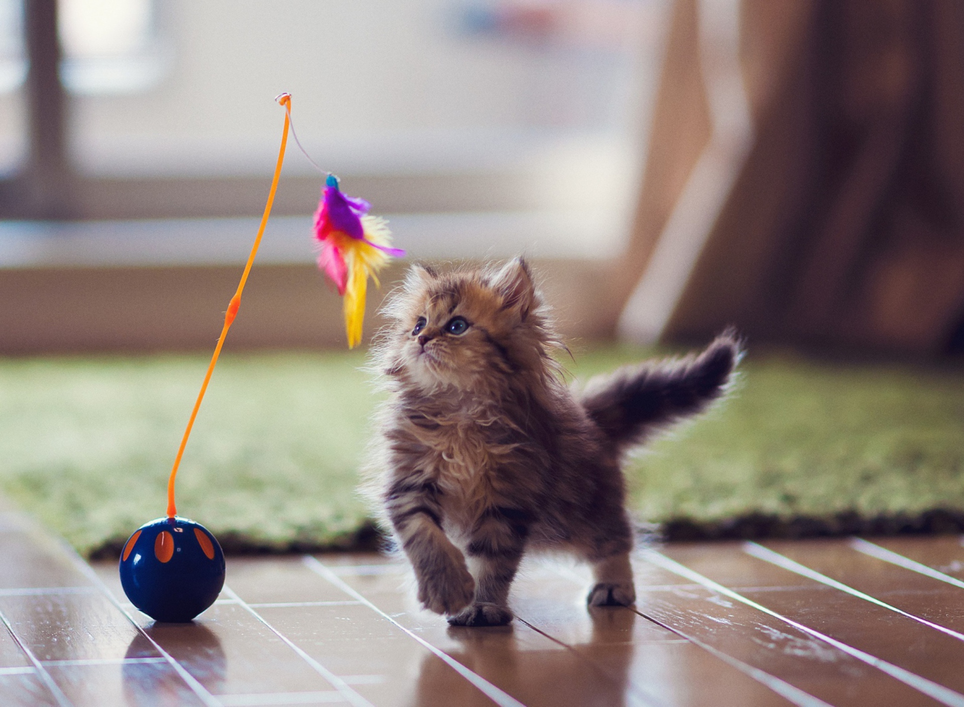Kitten And Feather wallpaper 1920x1408