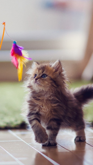Обои Kitten And Feather 360x640