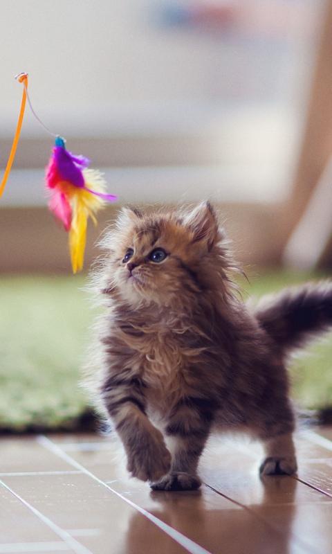 Kitten And Feather wallpaper 480x800