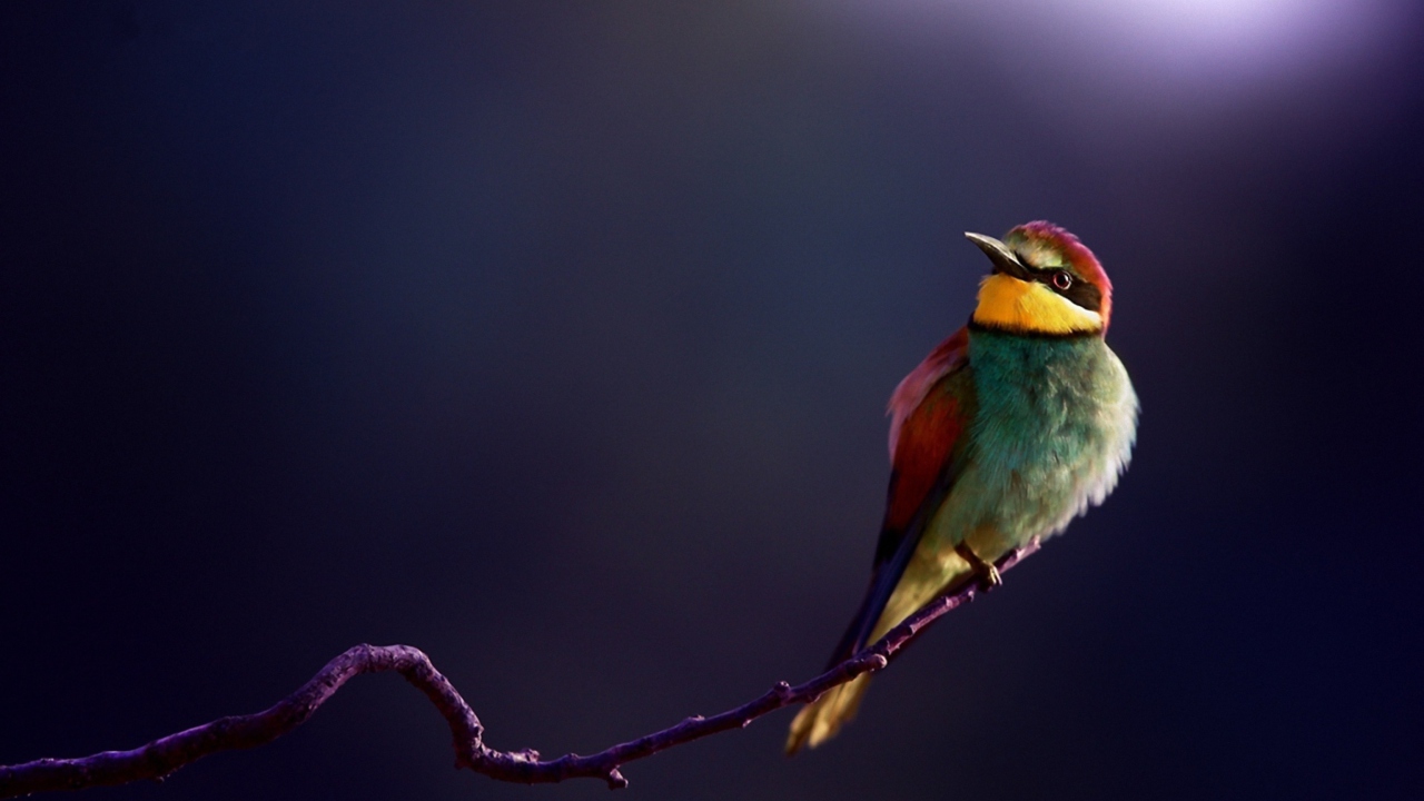 Обои Golden Bee-Eater 1280x720