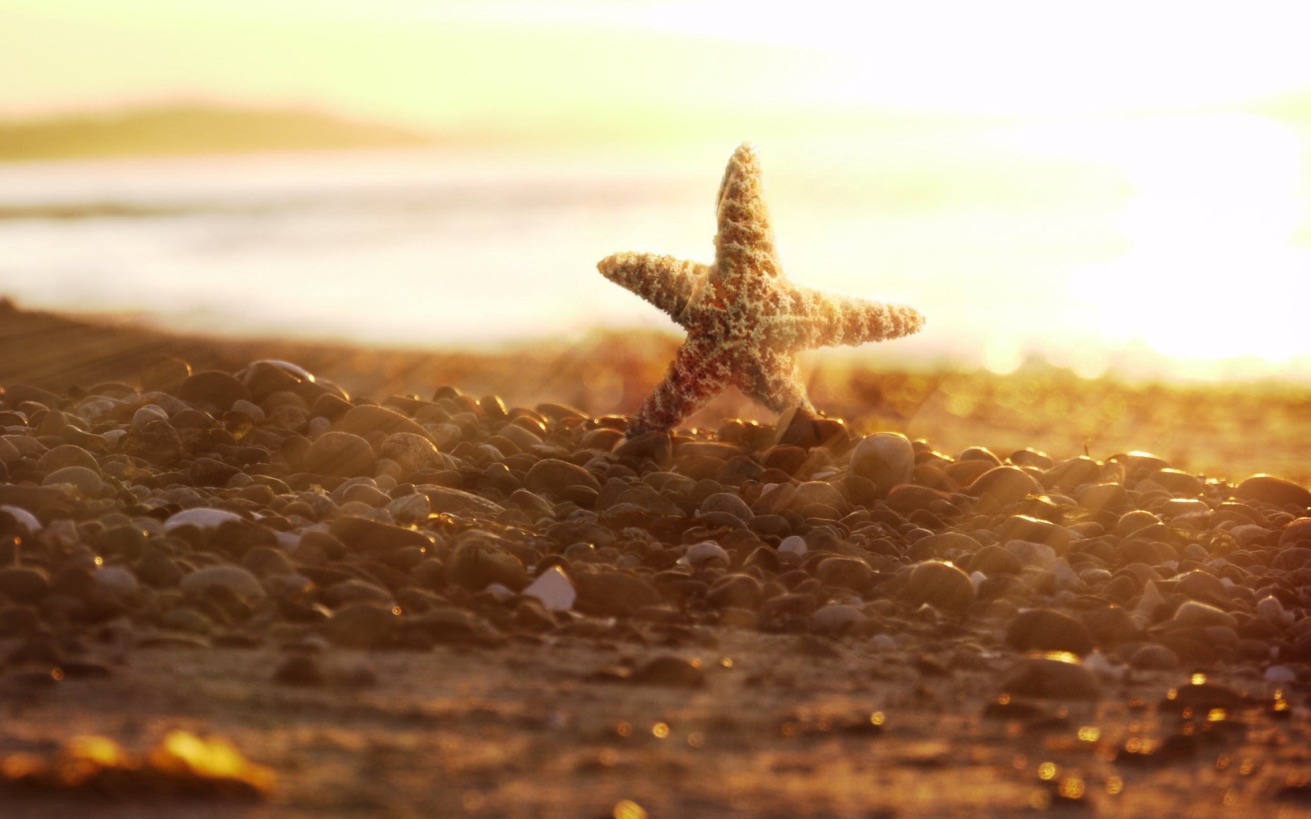 Screenshot №1 pro téma Sea Star On Beach 2560x1600