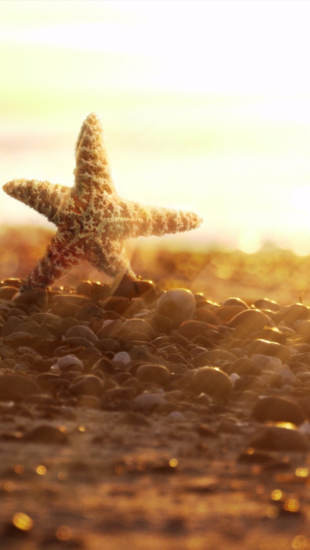 Screenshot №1 pro téma Sea Star On Beach 640x1136