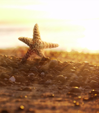 Sea Star On Beach - Obrázkek zdarma pro 240x320