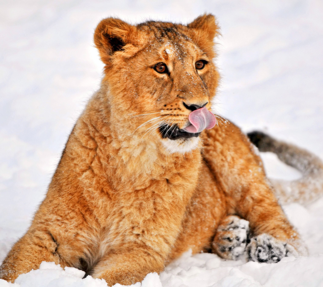 Обои Lion cub etosha 1080x960