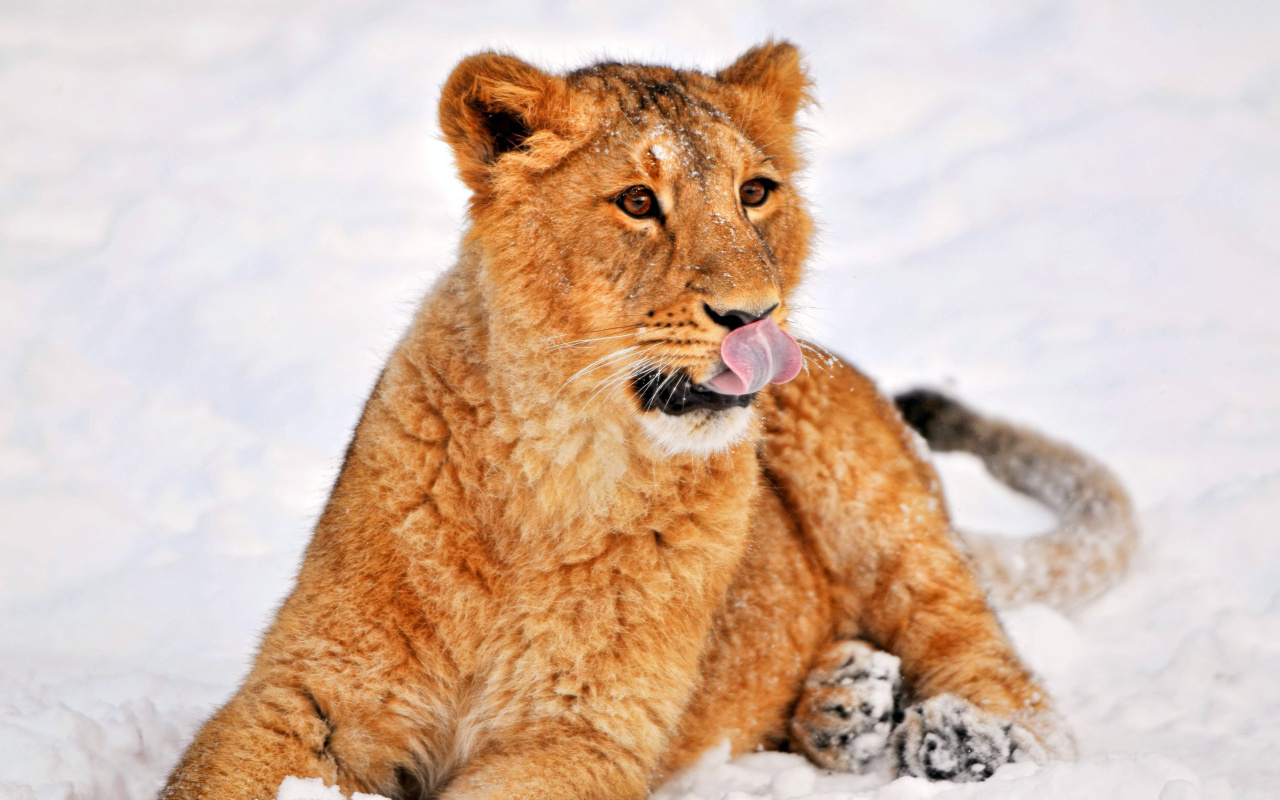 Das Lion cub etosha Wallpaper 1280x800