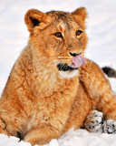 Das Lion cub etosha Wallpaper 128x160