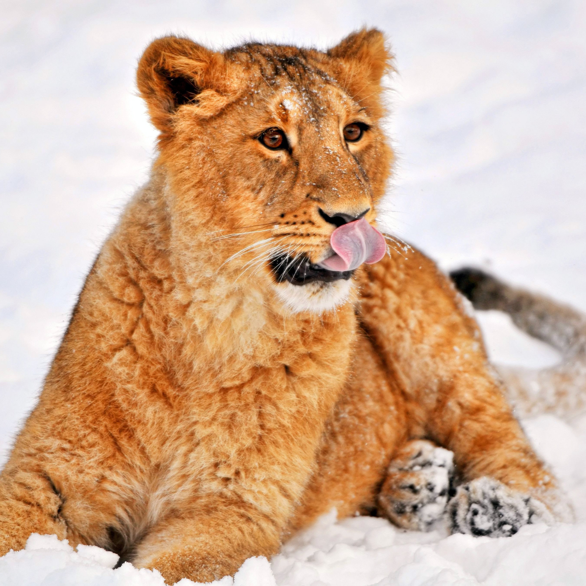 Das Lion cub etosha Wallpaper 2048x2048