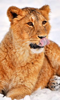 Lion cub etosha screenshot #1 240x400