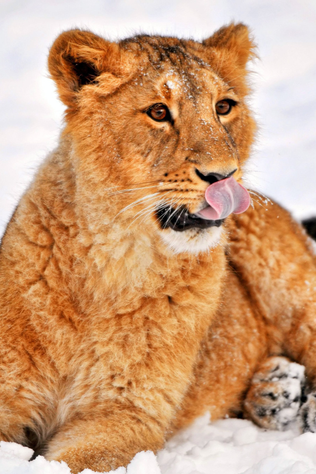 Das Lion cub etosha Wallpaper 640x960