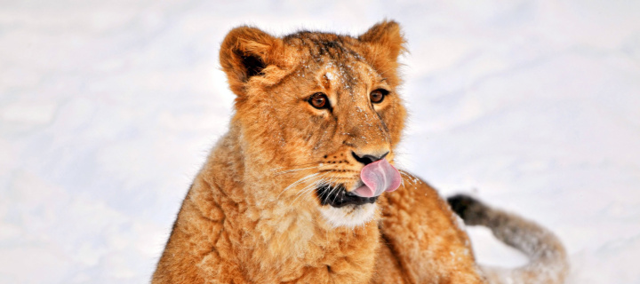 Sfondi Lion cub etosha 720x320