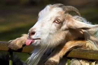 Goofy Goat - Obrázkek zdarma pro Nokia Asha 201