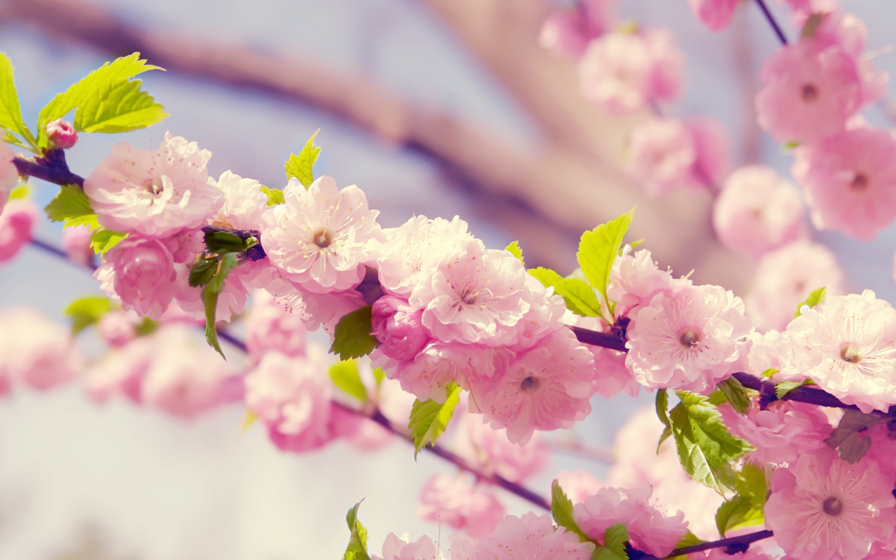 Spring Pink Flowers screenshot #1 1280x800