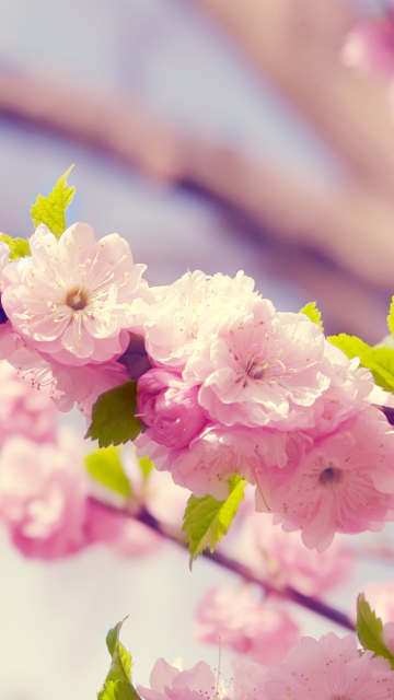 Fondo de pantalla Spring Pink Flowers 360x640