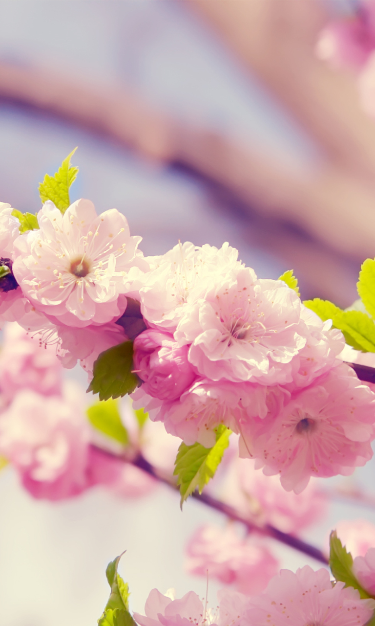 Screenshot №1 pro téma Spring Pink Flowers 768x1280