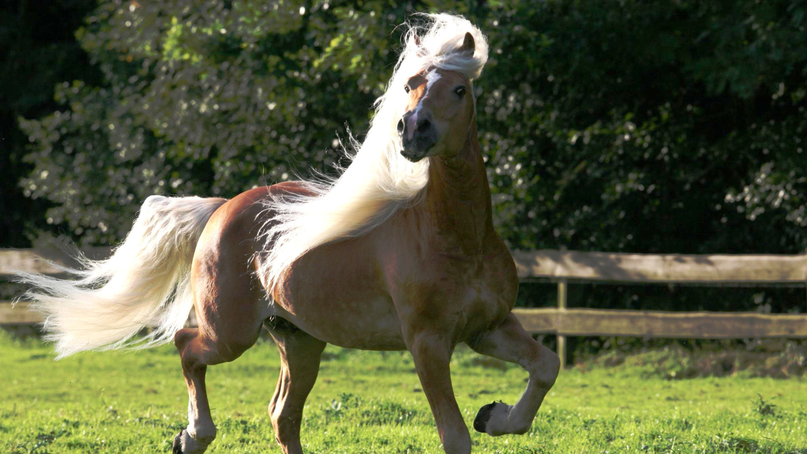 Horse screenshot #1 1600x900
