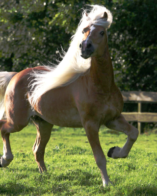 Horse - Obrázkek zdarma pro iPhone 5S