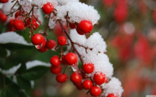 Frozen Berries - Obrázkek zdarma pro HTC One