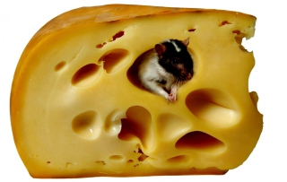 Mouse And Cheese - Obrázkek zdarma 