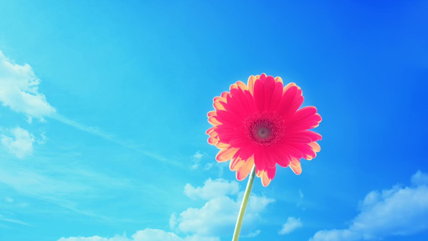 Das Gerbera In Sky Wallpaper 1366x768