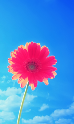 Gerbera In Sky wallpaper 240x400