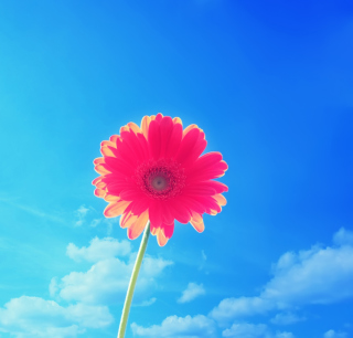 Gerbera In Sky sfondi gratuiti per iPad