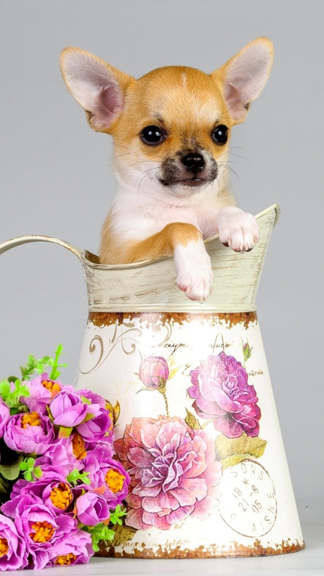 Chihuahua wallpaper 640x1136