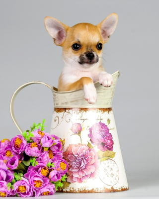 Chihuahua - Obrázkek zdarma pro 132x176