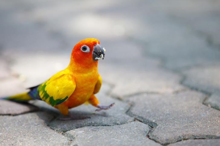 Funny Parrot wallpaper