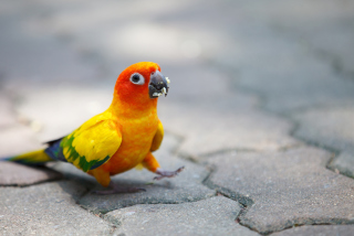 Funny Parrot - Obrázkek zdarma pro Sony Xperia Z1
