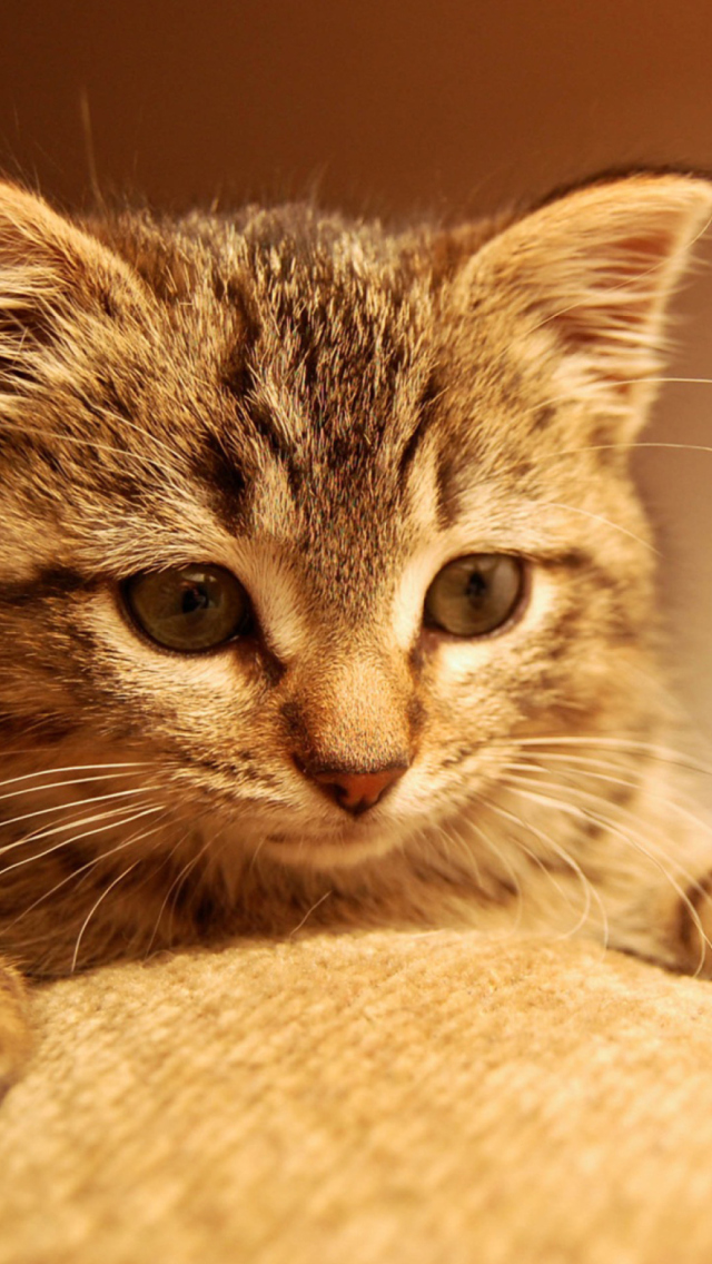 Fondo de pantalla Nice Kitten 640x1136