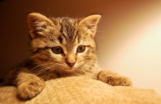 Nice Kitten Wallpaper for Android, iPhone and iPad