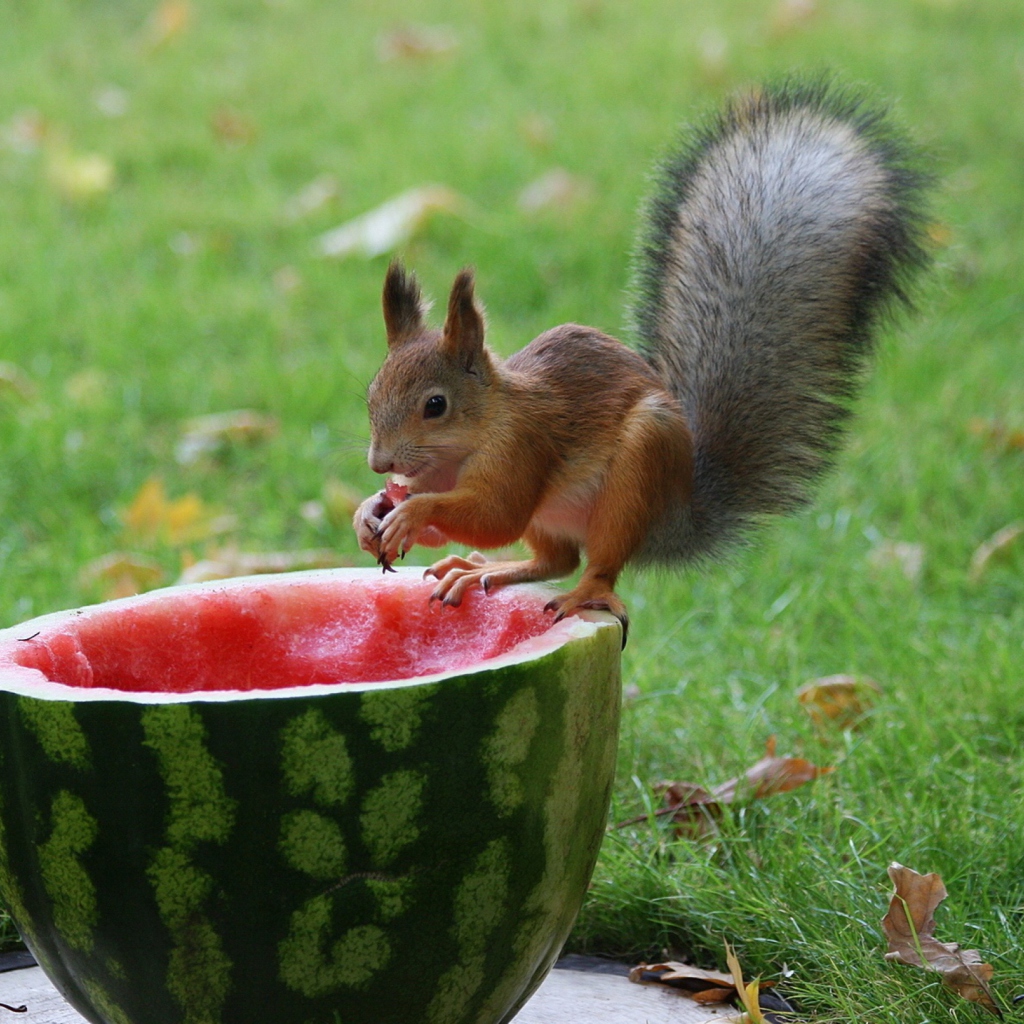 Fondo de pantalla Squirrel Likes Watermelon 1024x1024