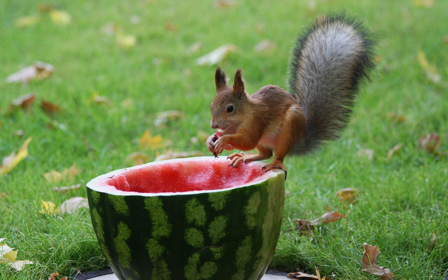 Squirrel Likes Watermelon wallpaper 1440x900