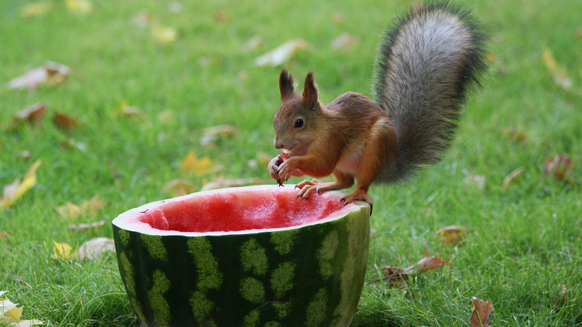 Обои Squirrel Likes Watermelon 1920x1080