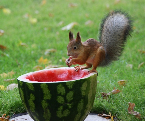 Squirrel Likes Watermelon wallpaper 480x400