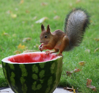 Kostenloses Squirrel Likes Watermelon Wallpaper für 1024x1024