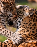 Screenshot №1 pro téma Leopard And Cub 128x160