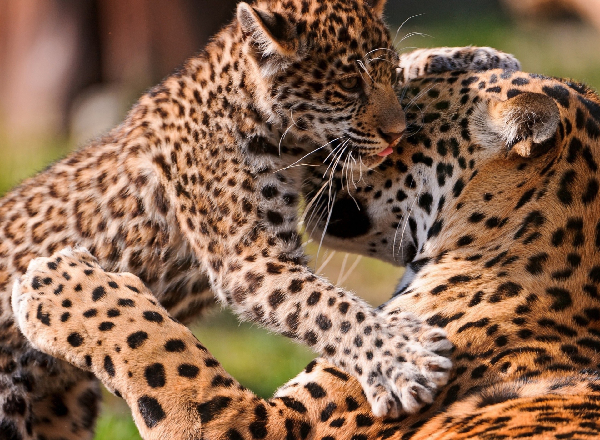 Sfondi Leopard And Cub 1920x1408