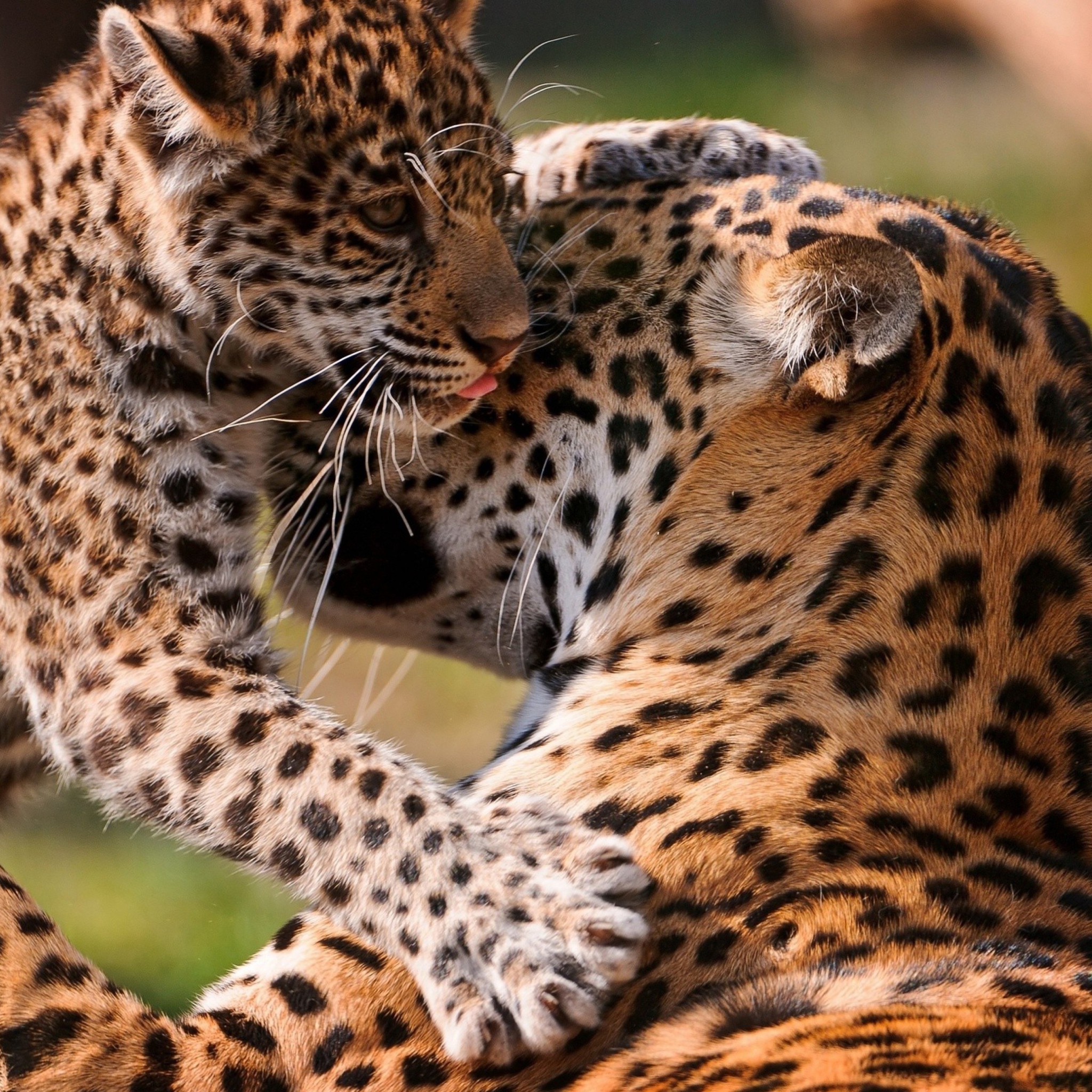 Sfondi Leopard And Cub 2048x2048