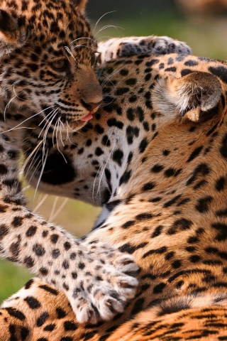 Fondo de pantalla Leopard And Cub 320x480