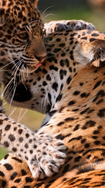 Sfondi Leopard And Cub 360x640