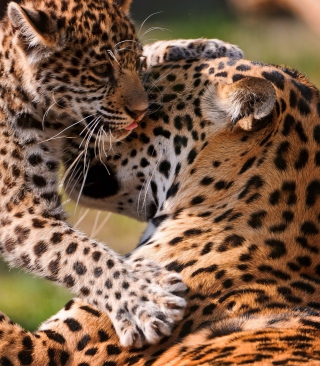 Leopard And Cub - Obrázkek zdarma pro Nokia X3-02
