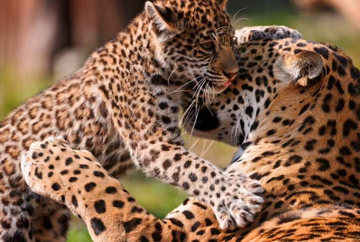Screenshot №1 pro téma Leopard And Cub