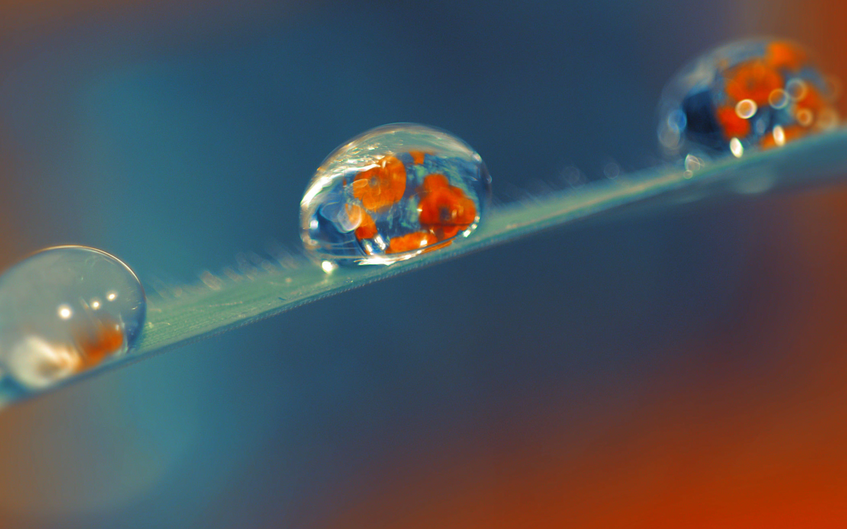 Das Artistic Dew Drop Wallpaper 1680x1050