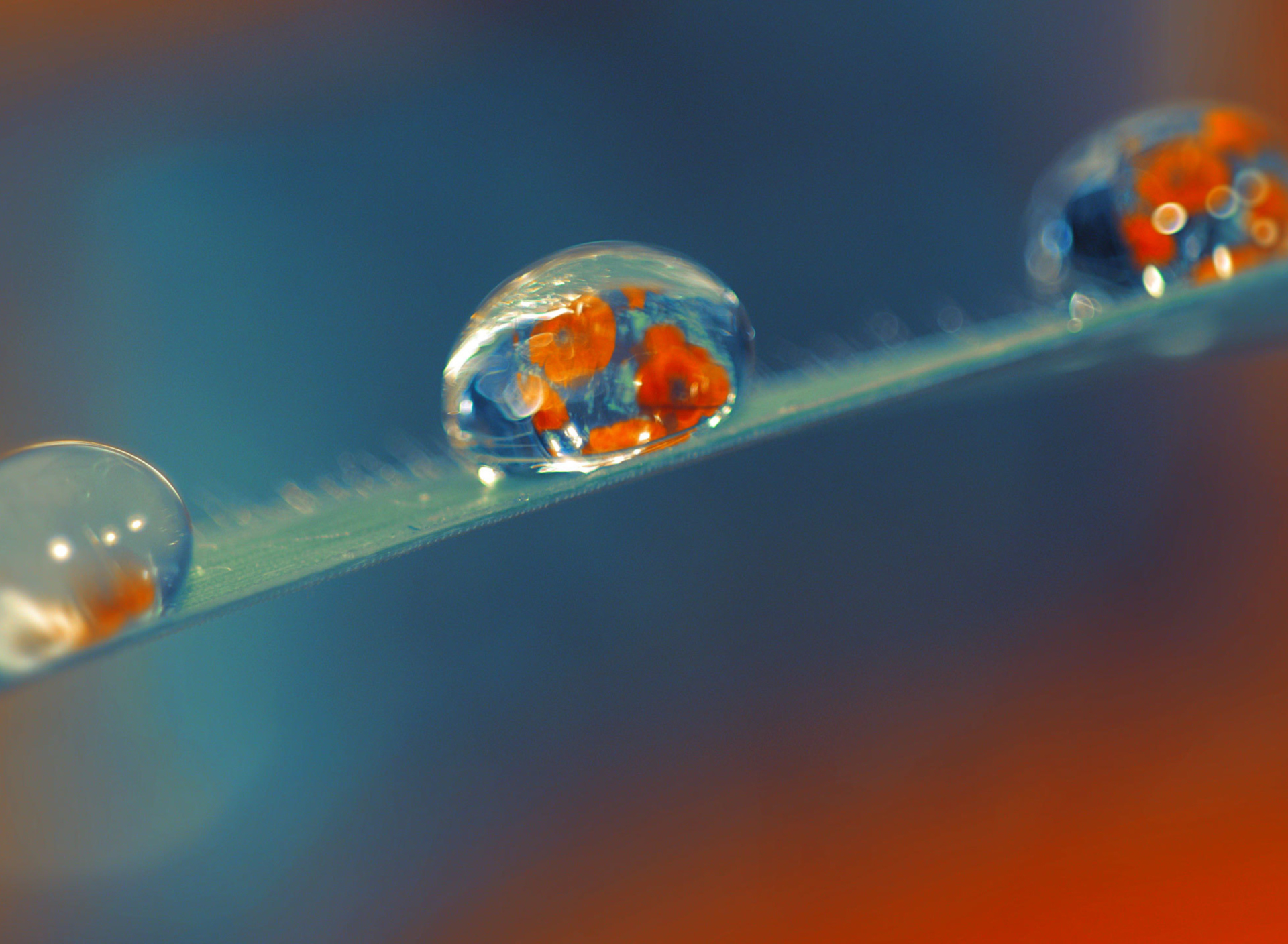 Artistic Dew Drop screenshot #1 1920x1408