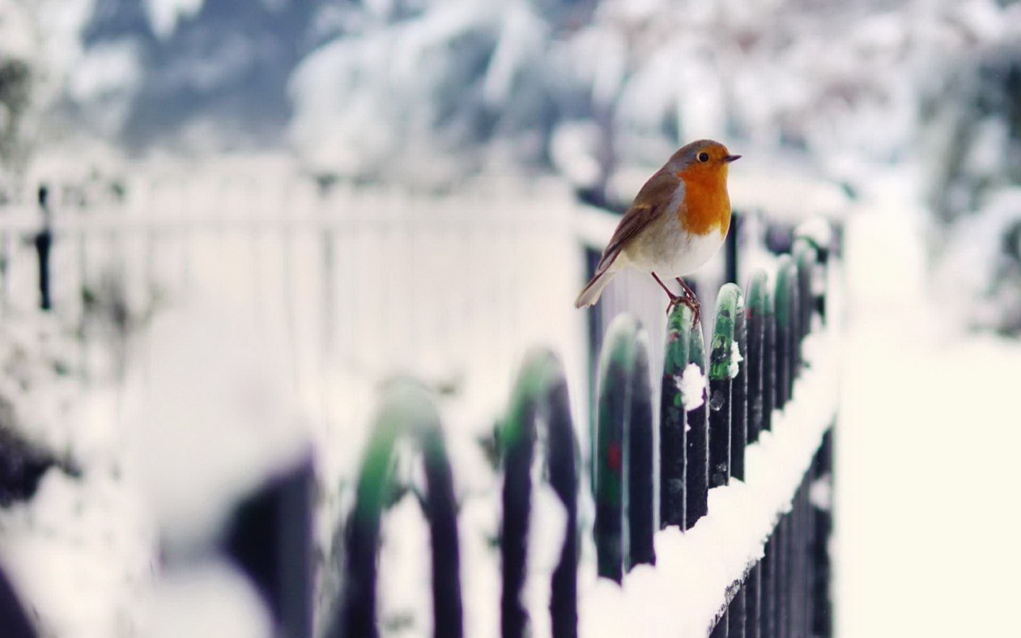 Winter Bird wallpaper 1440x900